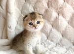 Scottish fold - Scottish Fold Cat For Sale - Thornton&comma; CO&comma; US