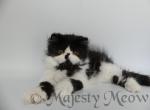 Fabian - Persian Cat For Sale - Yucca Valley&comma; CA&comma; US