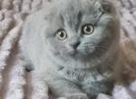 Judi - Scottish Fold Kitten For Sale - Chicago&comma; IL&comma; US
