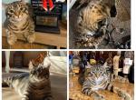 Male highlander - Highlander Cat For Sale - Frenchtown&comma; MI&comma; US