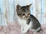 Pretzel - Munchkin Cat For Sale - Neosho&comma; MO&comma; US