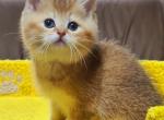 Faraon - British Shorthair Cat For Sale - Chicago&comma; IL&comma; US