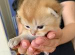 Tom - Scottish Fold Cat For Sale - Brooklyn&comma; NY&comma; US