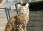 Lusia - Maine Coon Cat For Sale - Norwalk&comma; CT&comma; US