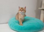 Jenny - British Shorthair Cat For Sale - Chicago&comma; IL&comma; US