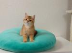 Jumbo - British Shorthair Cat For Sale - Chicago&comma; IL&comma; US