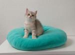 Junior - British Shorthair Cat For Sale - Chicago&comma; IL&comma; US