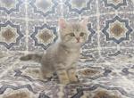 Gary - British Shorthair Cat For Sale - Chicago&comma; IL&comma; US