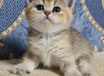 Kelly - British Shorthair Cat For Sale - Chicago&comma; IL&comma; US