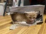 Binxs kittens - Manx Cat For Sale - Denver&comma; CO&comma; US