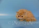 Monya - Persian Cat For Sale - Yucca Valley&comma; CA&comma; US
