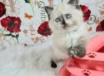 Markiza - British Shorthair Cat For Sale - Chicago&comma; IL&comma; US