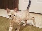 F3 Snow Savannah Male Kitten Available Now Puff - Savannah Cat For Sale - New Holland&comma; PA&comma; US