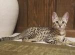 F3 Silver Brown Savannah Male Kitten Tuff - Savannah Cat For Sale - New Holland&comma; PA&comma; US