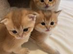 Golden kittens - Scottish Fold Cat For Sale - Brooklyn&comma; NY&comma; US