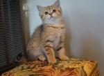 Rima - British Shorthair Cat For Sale - San Mateo&comma; CA&comma; US