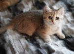 Bulochka - British Shorthair Cat For Sale - San Mateo&comma; CA&comma; US