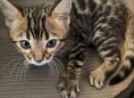 Angels kitten - Bengal Cat For Sale - Litchfield&comma; IL&comma; US