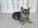 cooper - Munchkin Cat For Sale - Staten Island&comma; NY&comma; US