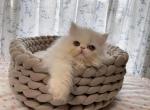 momo - Persian Cat For Sale - Staten Island&comma; NY&comma; US
