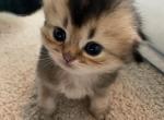 Ewok - Scottish Fold Cat For Sale - Houston&comma; TX&comma; US