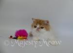 Axel - Persian Cat For Sale - Yucca Valley&comma; CA&comma; US