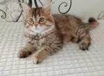 Bogdana - Siberian Cat For Sale - Norwalk&comma; CT&comma; US