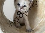 Spring Siamese - Siamese Cat For Sale - Bridgeport&comma; CT&comma; US