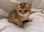 Golden Simba - Scottish Fold Cat For Sale - Brooklyn&comma; NY&comma; US