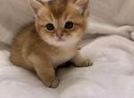 Simba - Scottish Straight Cat For Sale - Brooklyn&comma; NY&comma; US