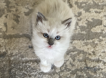Felix RESERVED for Regina - Birman Cat For Sale - Mount Vernon&comma; WA&comma; US