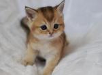 Max - Scottish Straight Cat For Sale - Brooklyn&comma; NY&comma; US