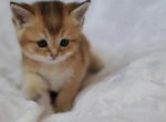 Golden kitten - Scottish Straight Cat For Sale - Brooklyn&comma; NY&comma; US
