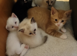 Charlies kittens - Siamese Cat For Sale - Denver&comma; CO&comma; US