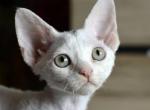 Yaba Daba Doo - Devon Rex Cat For Sale - Norwalk&comma; CT&comma; US