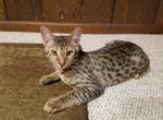 F3 Silver Savannah Male Kitten Available Now Muff - Savannah Cat For Sale - New Holland&comma; PA&comma; US