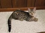 F3 Silver Savannah Male Kitten Available Now Fluff - Savannah Cat For Sale - New Holland&comma; PA&comma; US
