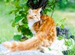 UA Mazurka Henry - Maine Coon Cat For Sale - Brooklyn&comma; NY&comma; US