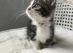 Buttercup - Munchkin Cat For Sale - Salem&comma; OR&comma; US