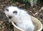 Spring Himalayan Litter - Himalayan Cat For Sale - Ojai&comma; CA&comma; US
