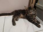 Aifon - Maine Coon Cat For Sale - Norwalk&comma; CT&comma; US