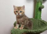 Gloria - British Shorthair Cat For Sale - Chicago&comma; IL&comma; US