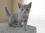 Misty and Elton Litter - Russian Blue Cat For Sale - Hallsville&comma; MO&comma; US