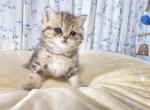 Tank - British Shorthair Cat For Sale - Staten Island&comma; NY&comma; US