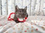 maleandfemale - Munchkin Cat For Sale - Staten Island&comma; NY&comma; US