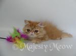 Sunny - Persian Cat For Sale - Yucca Valley&comma; CA&comma; US