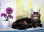 Amour - Maine Coon Cat For Sale - Norwalk&comma; CT&comma; US