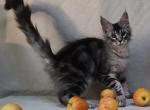 Scorpio - Maine Coon Cat For Sale - Norwalk&comma; CT&comma; US