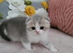 Pepsi Alphastar - Scottish Fold Cat For Sale - Levittown&comma; PA&comma; US