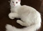 Reserved Oscar young Maine Coon boy - Maine Coon Cat For Sale - Chipley&comma; FL&comma; US